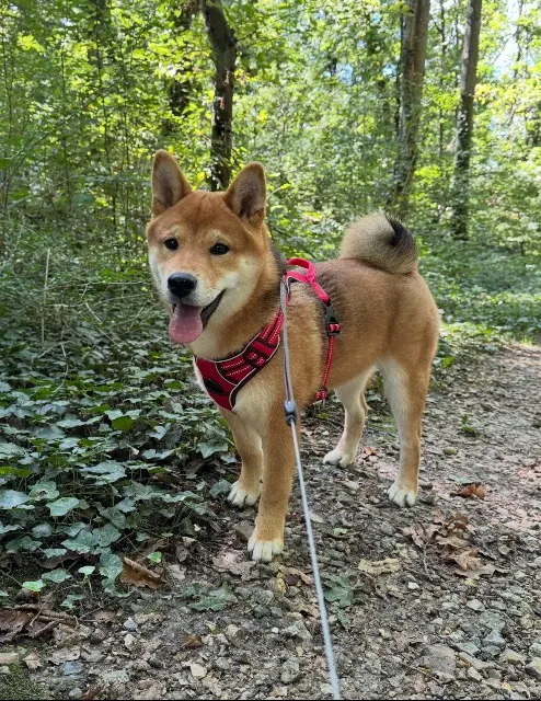 chien reunited   28630 Le Coudray Alban