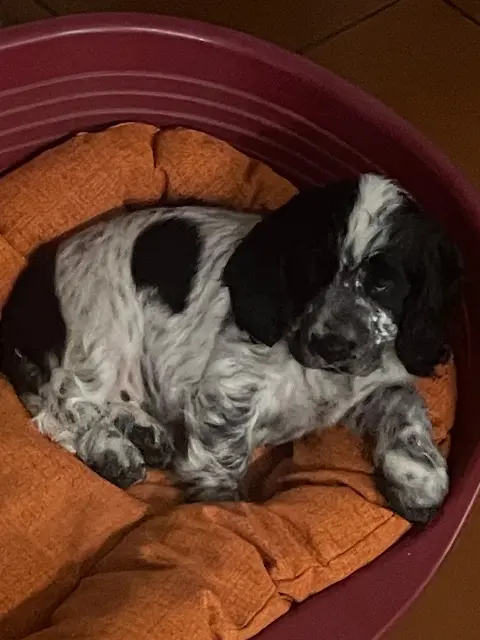 chien reunited   28210 Bréchamps Apollin