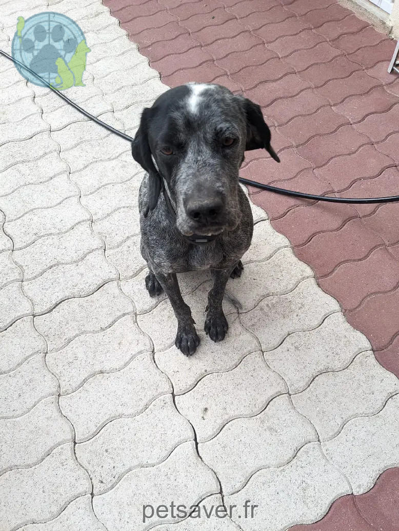 Chien Perdu 28 Eure-et-Loir