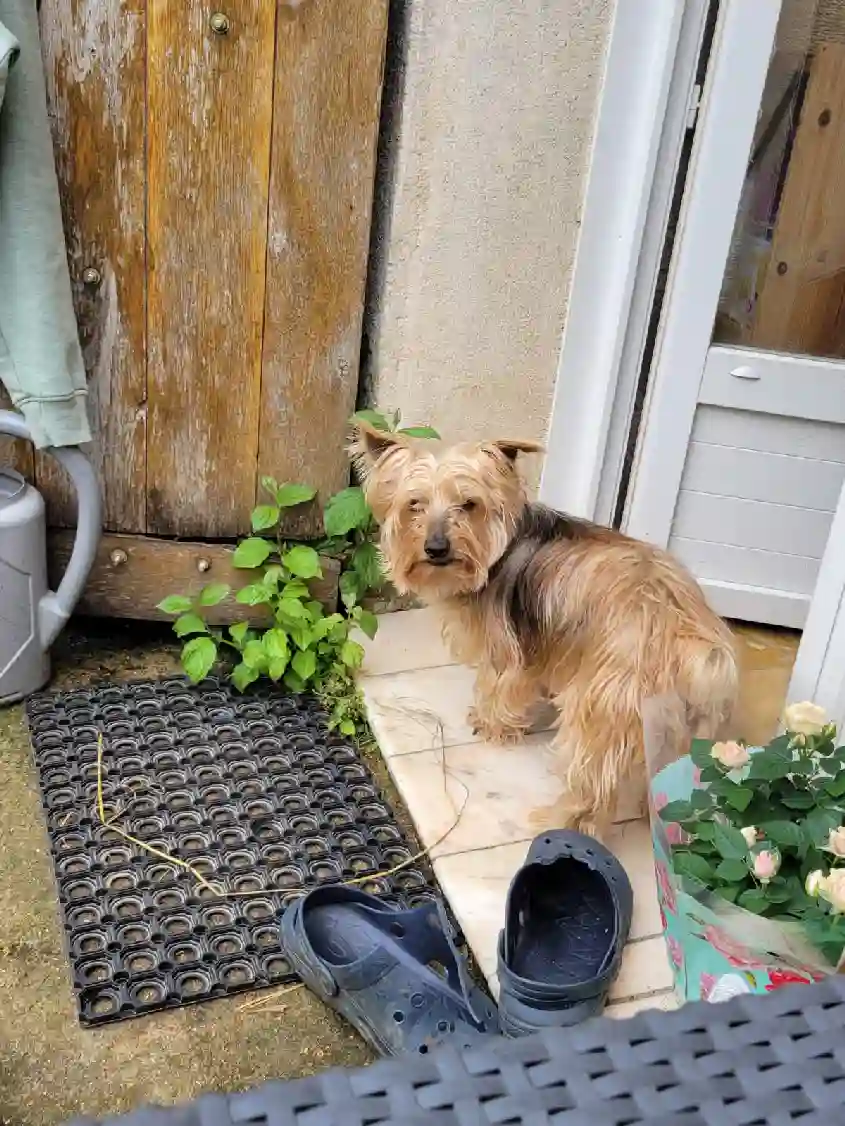 Chien Trouvé 28 Eure-et-Loir - Diamant Chien Trouvé 28 Eure-et-Loir - Diamant
