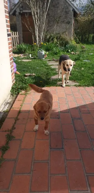 chien reunited   28340 Boissy-lès-Perche Jack