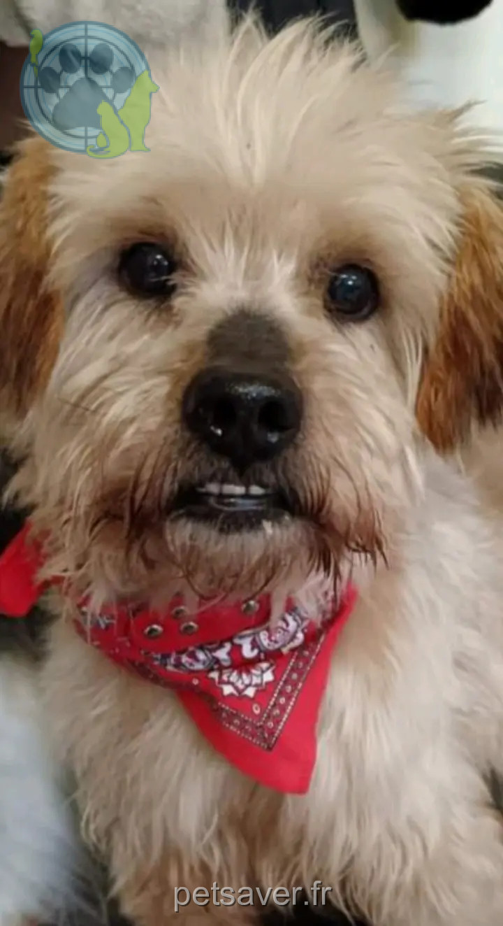 Chien Perdu 28 Eure-et-Loir - Spirou Chien Perdu 28 Eure-et-Loir - Spirou
