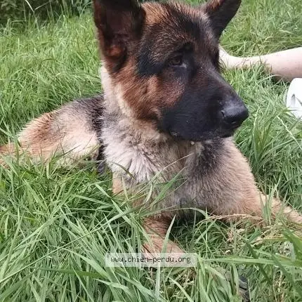 Chien Perdu 28 Eure-et-Loir - Tyson Chien Perdu 28 Eure-et-Loir - Tyson