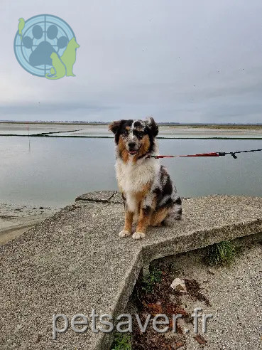 Chien Perdu 28 Eure-et-Loir - Vanook Chien Perdu 28 Eure-et-Loir - Vanook