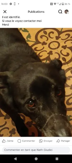 chien reunited   28200 Villemaury Indy