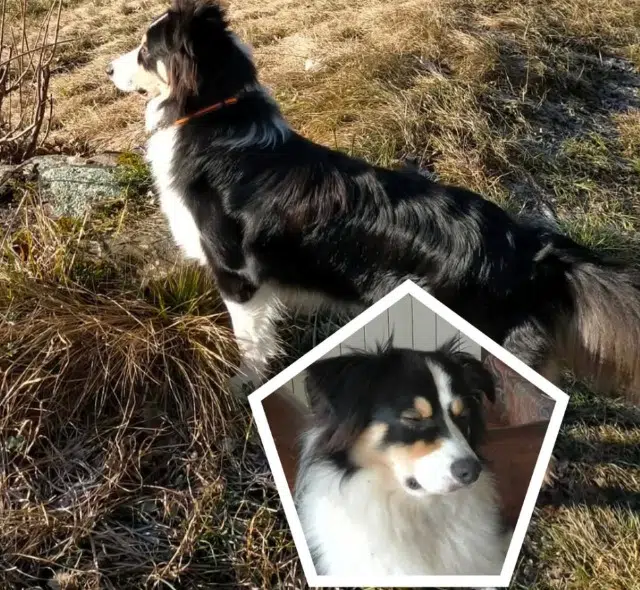 chien reunited   29700 Pluguffan Artus