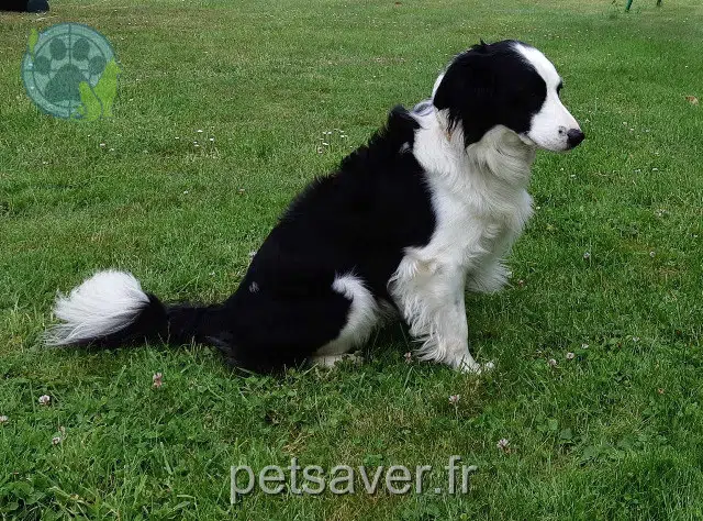 chien reunited   29470 Plougastel-Daoulas Coocky