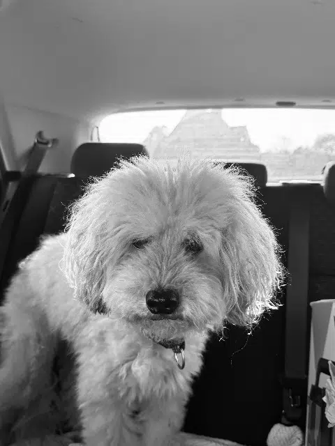 dog reunited   29860 Plouvien Fripon