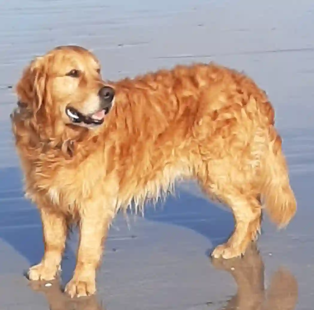 Chien Trouvé 29 Finistère - Jango Chien Trouvé 29 Finistère - Jango