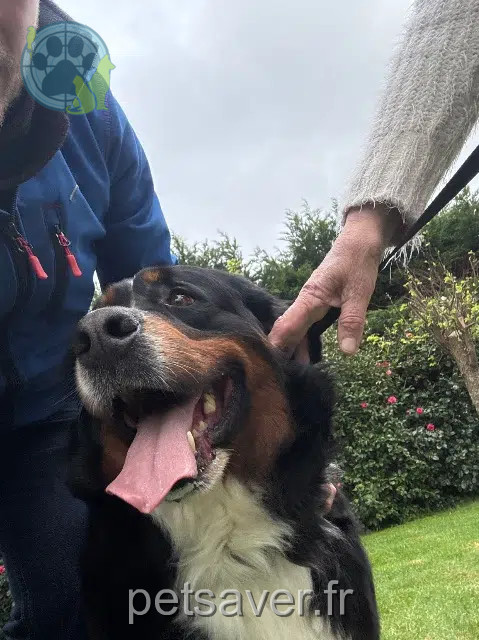 chien reunited   29850 Gouesnou Nom inconnu