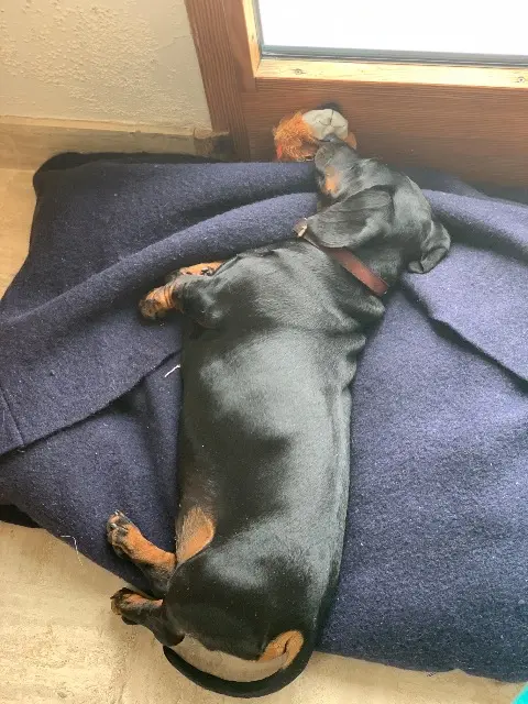 chien reunited   29350 Moëlan-sur-Mer Octave