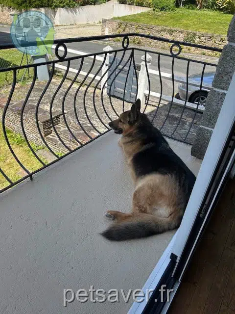 chien reunited 29000 Quimper Puma