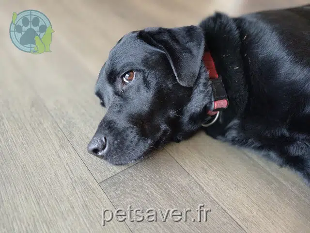 cane reunited   29870 Lannilis Ribin