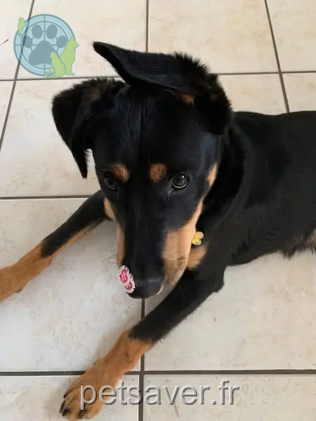cane reunited   29280 Plouzané Tiako