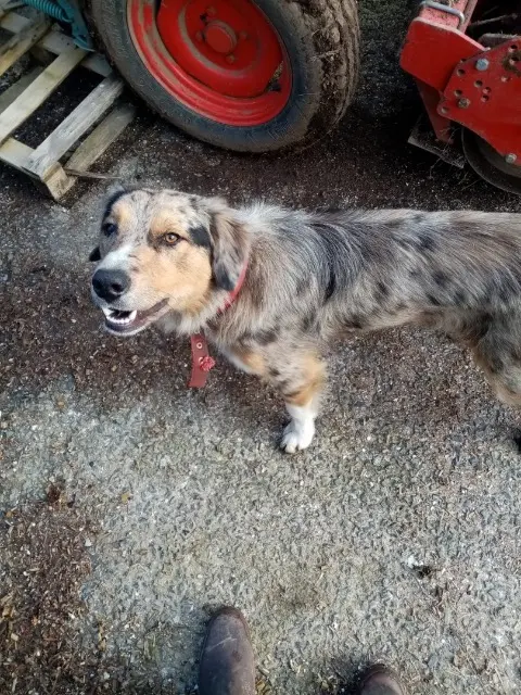 chien reunited   29180 Plogonnec Uby