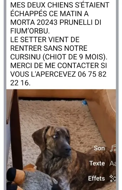 chien reunited   20243 Prunelli-di-Fiumorbo Lorsu