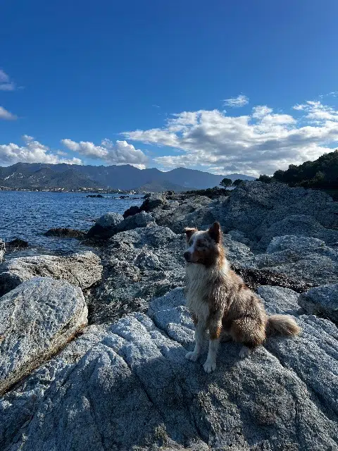 chien reunited   20290 Lucciana Maiko