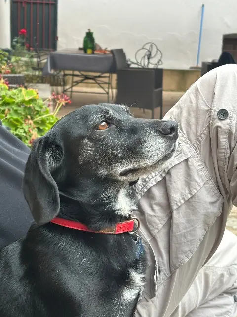 chien reunited   20225 Muro Mojito