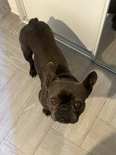 chien reunited   20217 Saint-Florent Tor