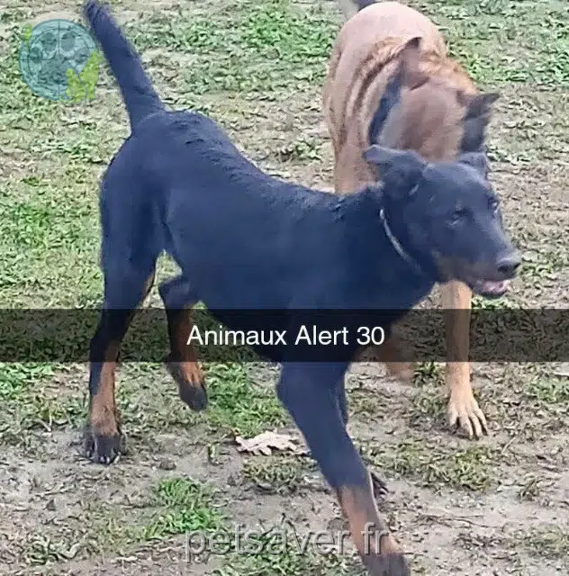 cane reunited 30340 Salindres Aston