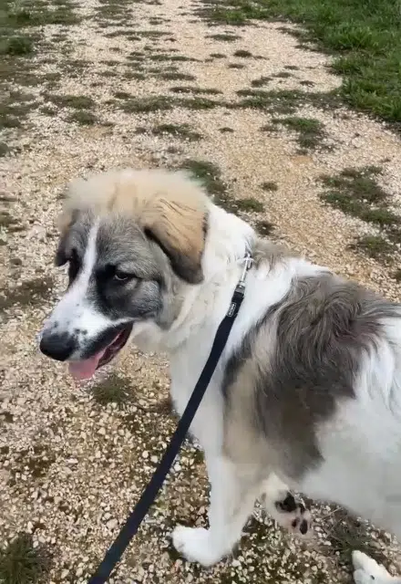 chien reunited   30300 Fourques Atlas