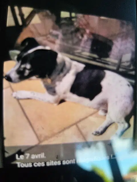 chien reunited   30300 Beaucaire Black