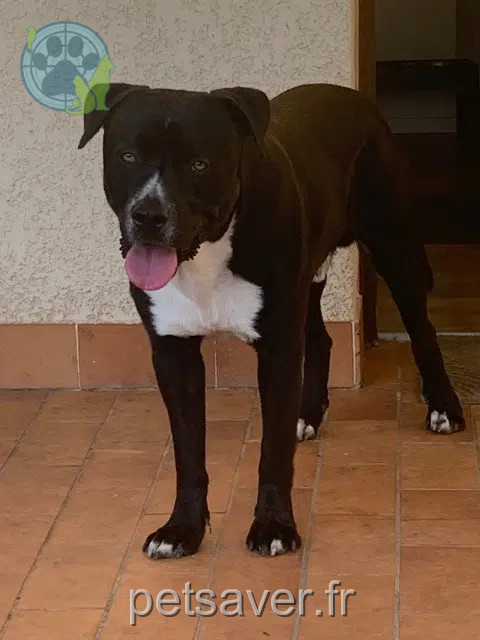 chien reunited   30600 Vauvert Chaplin
