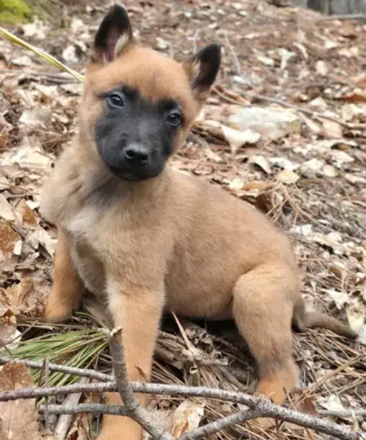 chien reunited   30210 Collias Lucky