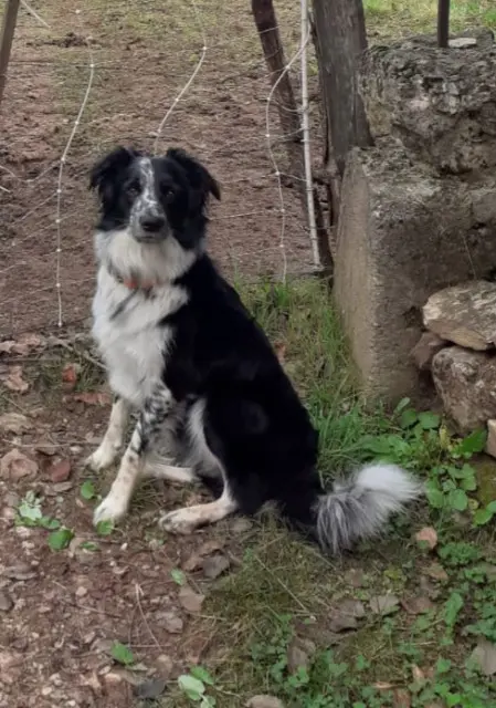 chien reunited   30750 Lanuéjols Eden