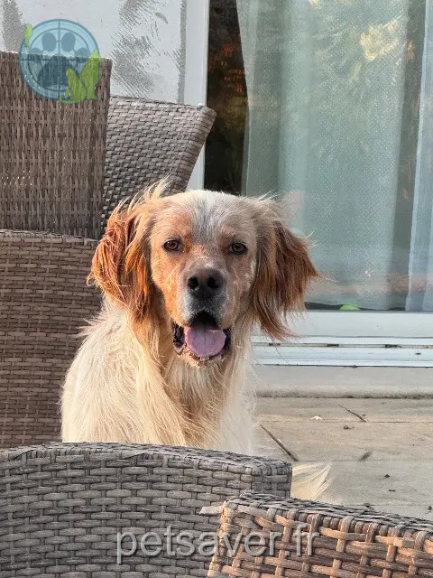 chien reunited 30330 Saint-Paul-les-Fonts Jack
