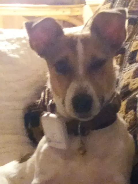 chien reunited   30170 Conqueyrac Louis