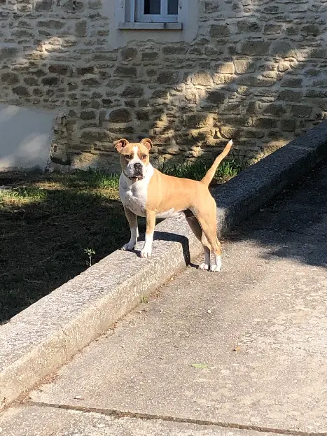 Chien Perdu 30 Gard - Memphis Chien Perdu 30 Gard - Memphis