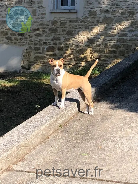 Chien Perdu 30 Gard - Memphis Chien Perdu 30 Gard - Memphis