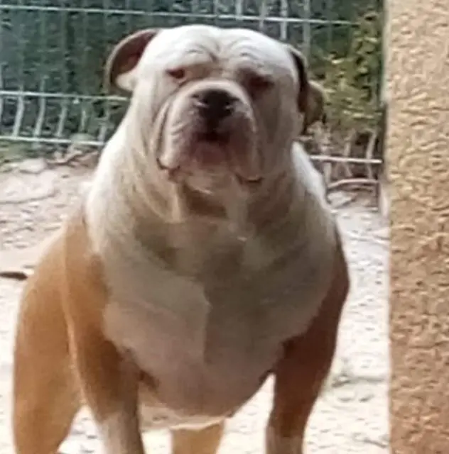 chien reunited   30320 Bezouce Minos