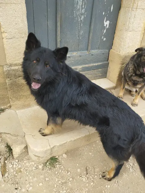 chien reunited   30126 Saint-Laurent-des-Arbres Nimbus
