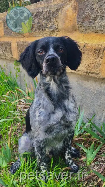 Hund reunited    Nîmes Pepsi