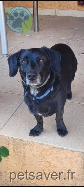 chien reunited 30150 Roquemaure Oggy