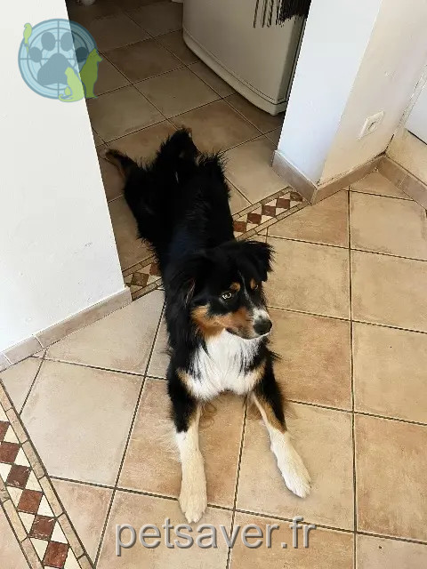 chien reunited 30300 Beaucaire Pablo