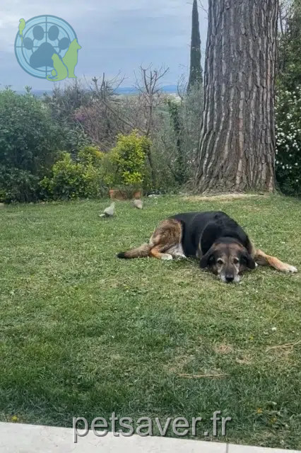 cane reunited   30400 Villeneuve-lès-Avignon Peper