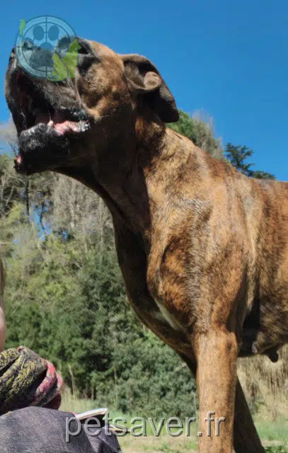 chien reunited 30210 Sernhac Reva