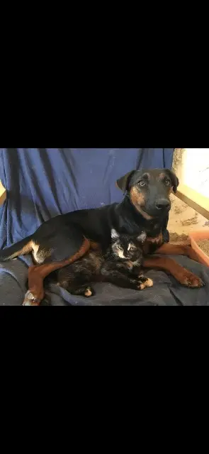 chien reunited   30260 Corconne Sushi