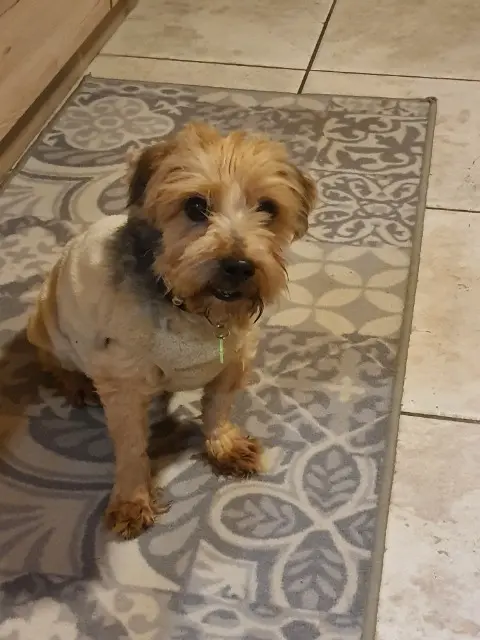 chien reunited   30330 Saint-Laurent-la-Vernède Vasco