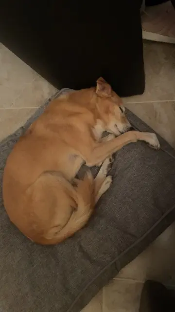 chien reunited   30200 Saint-Nazaire Whisky