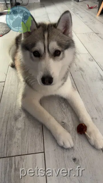 dog reunited   30100 Alès Wolf