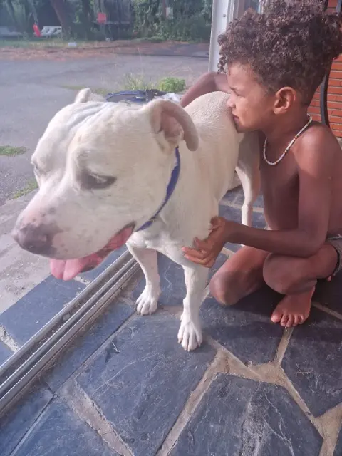 chien reunited   31770 Colomiers Ades