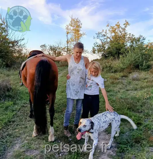 perro reunited   31360 Boussens Blanco