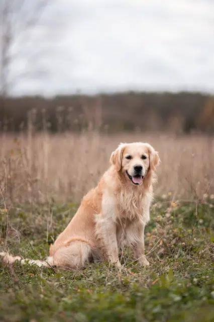 chien reunited   31700 Cornebarrieu Boby
