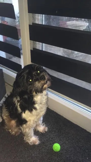 chien reunited   31140 Aucamville Douglass
