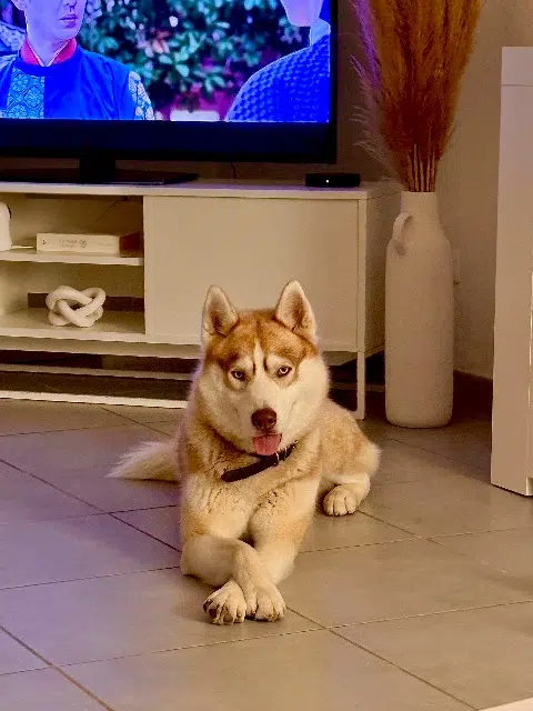 chien reunited   31860 Pins-Justaret Falco