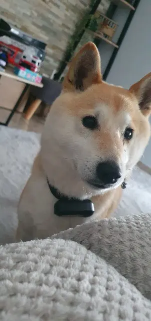 chien reunited   31600 Seysses Hatchi